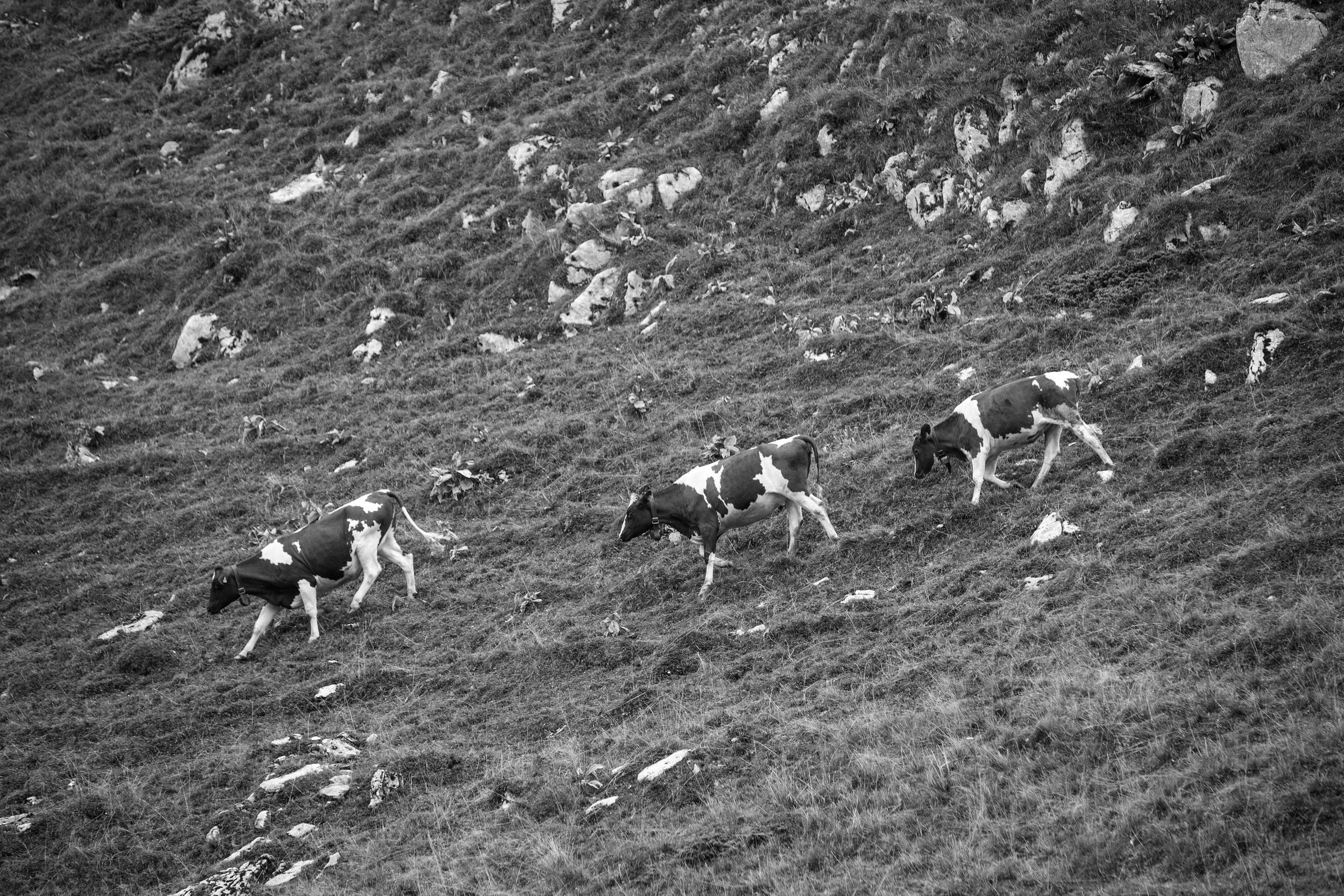 Kühe zusammentreiben