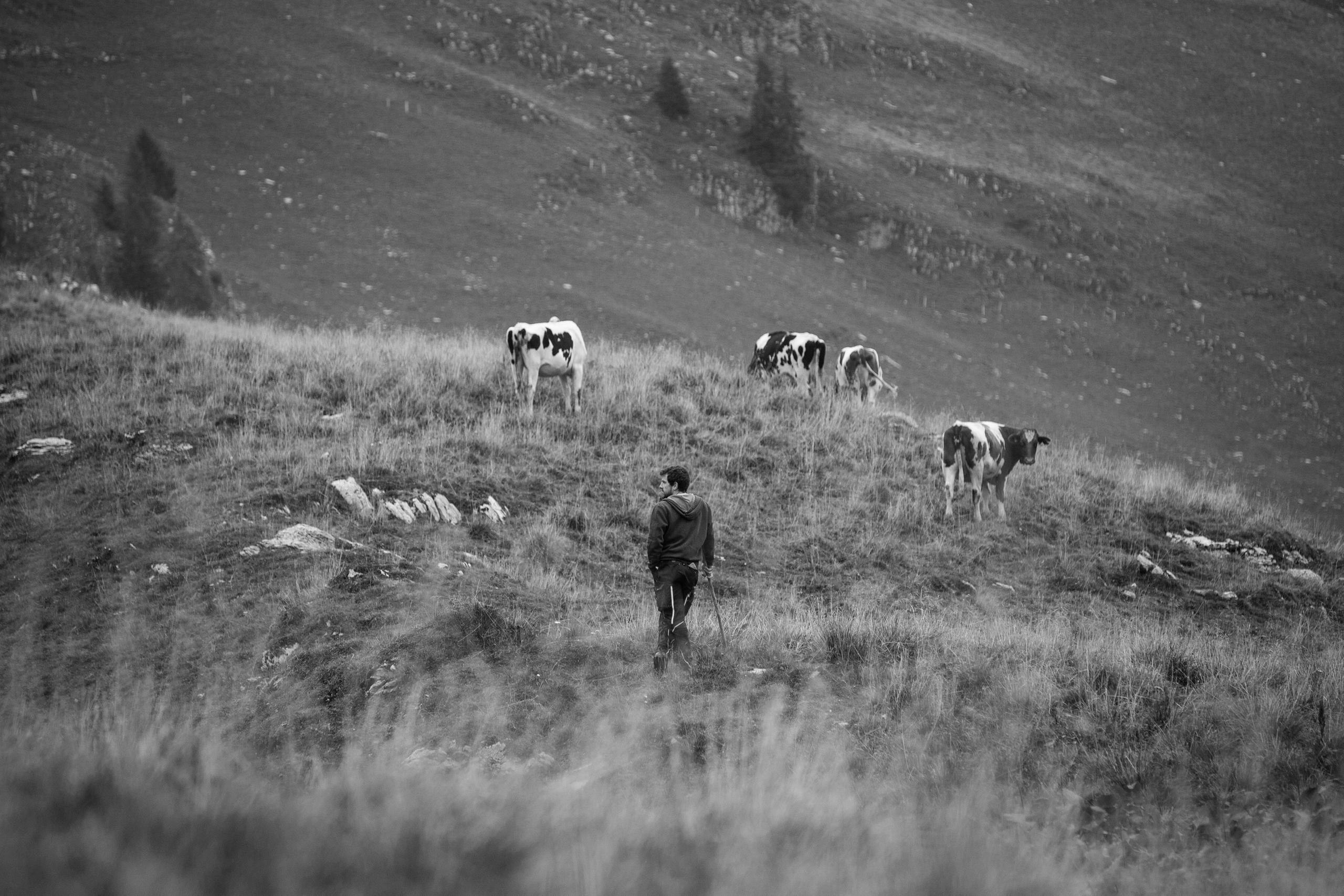 Homme avec des vaches sur un alpage