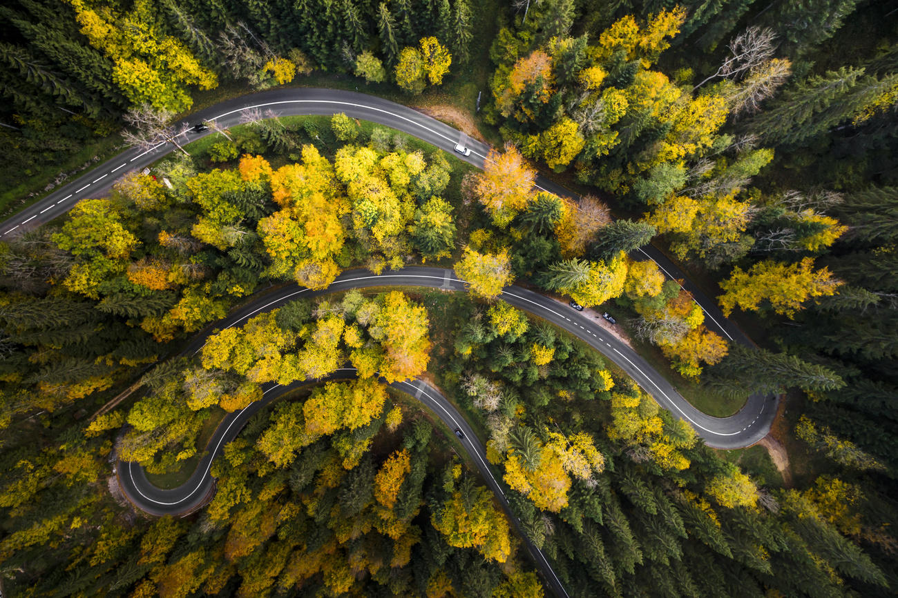 طريق يخترق غابة في فصل الخريف