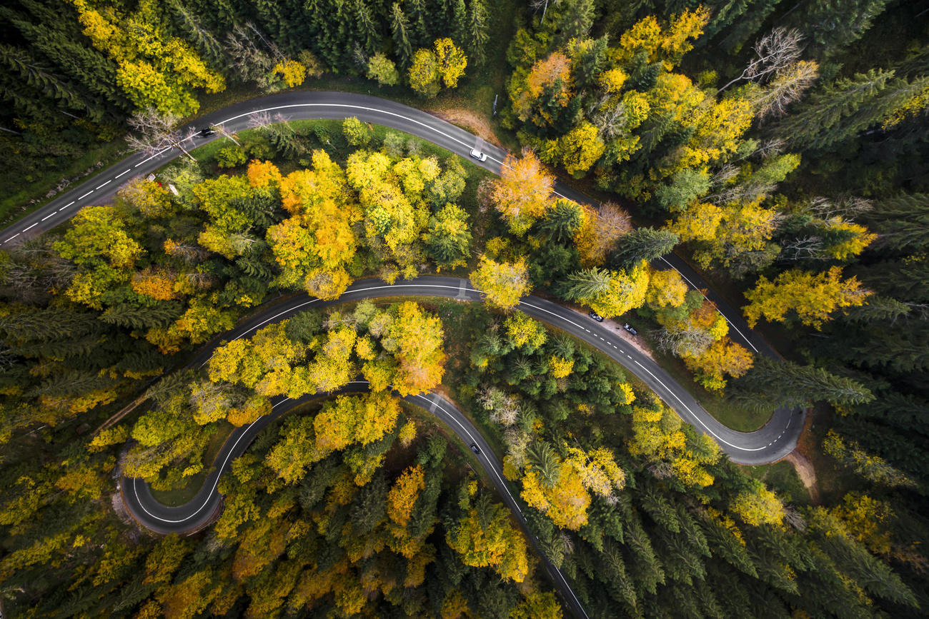 Herbstwald und Strasse