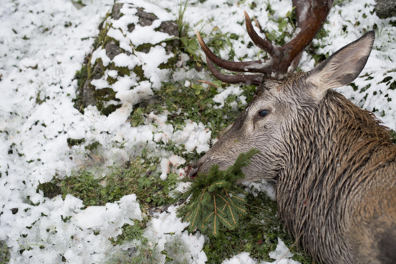 Ein Hirsch mit Bruch, am ersten Tag der Hochjagd