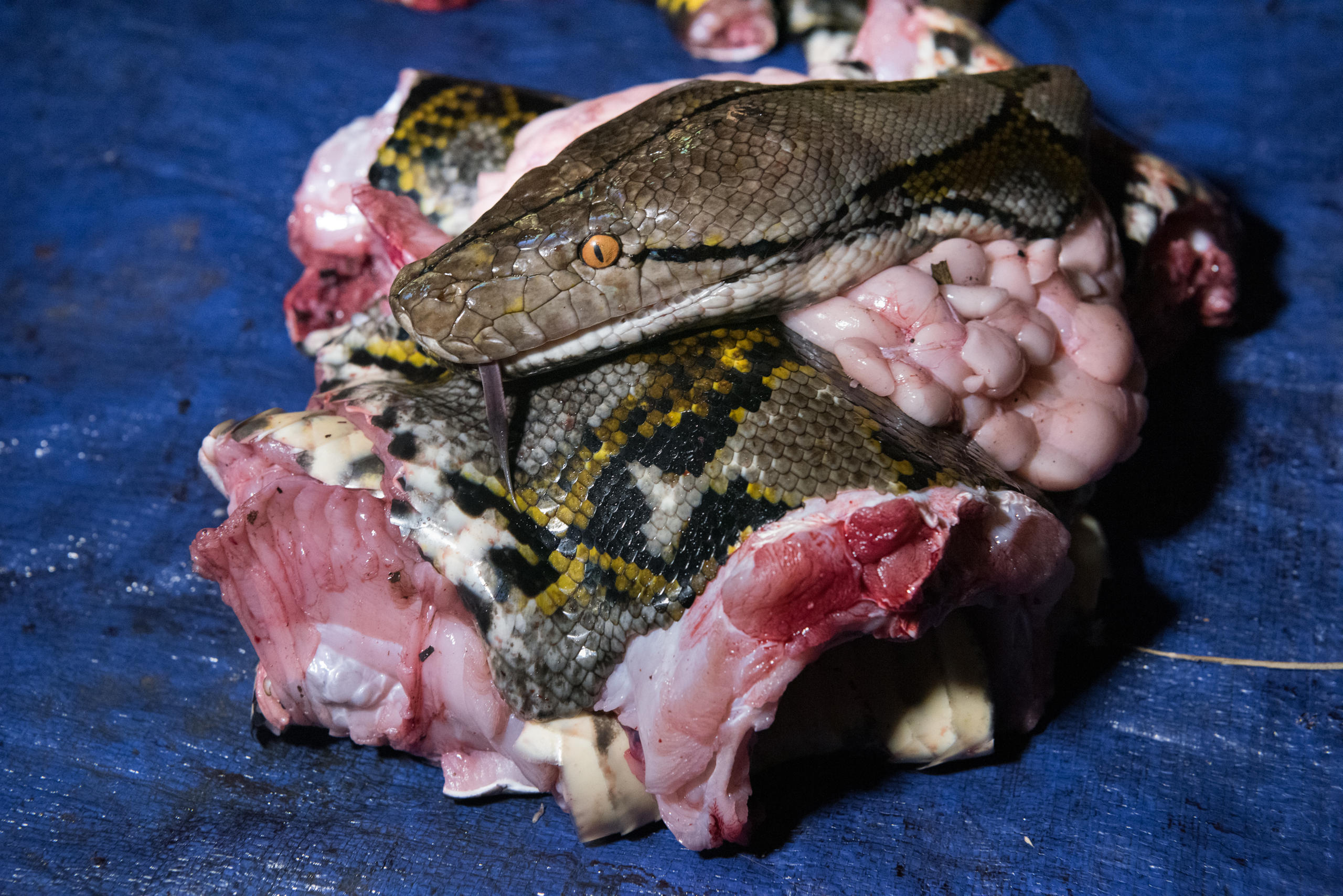 Fleisch einer Python