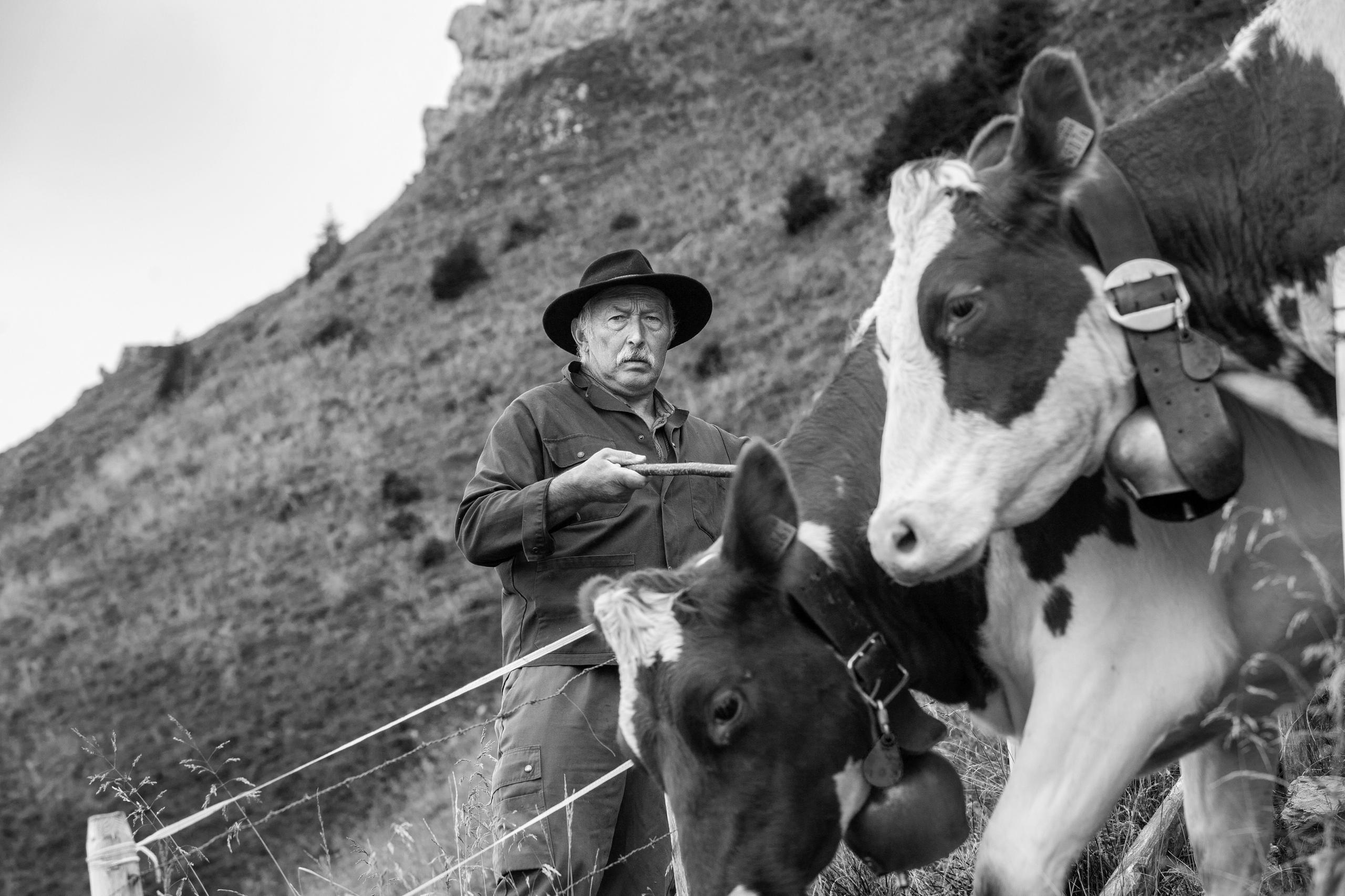 Old man watches the cows