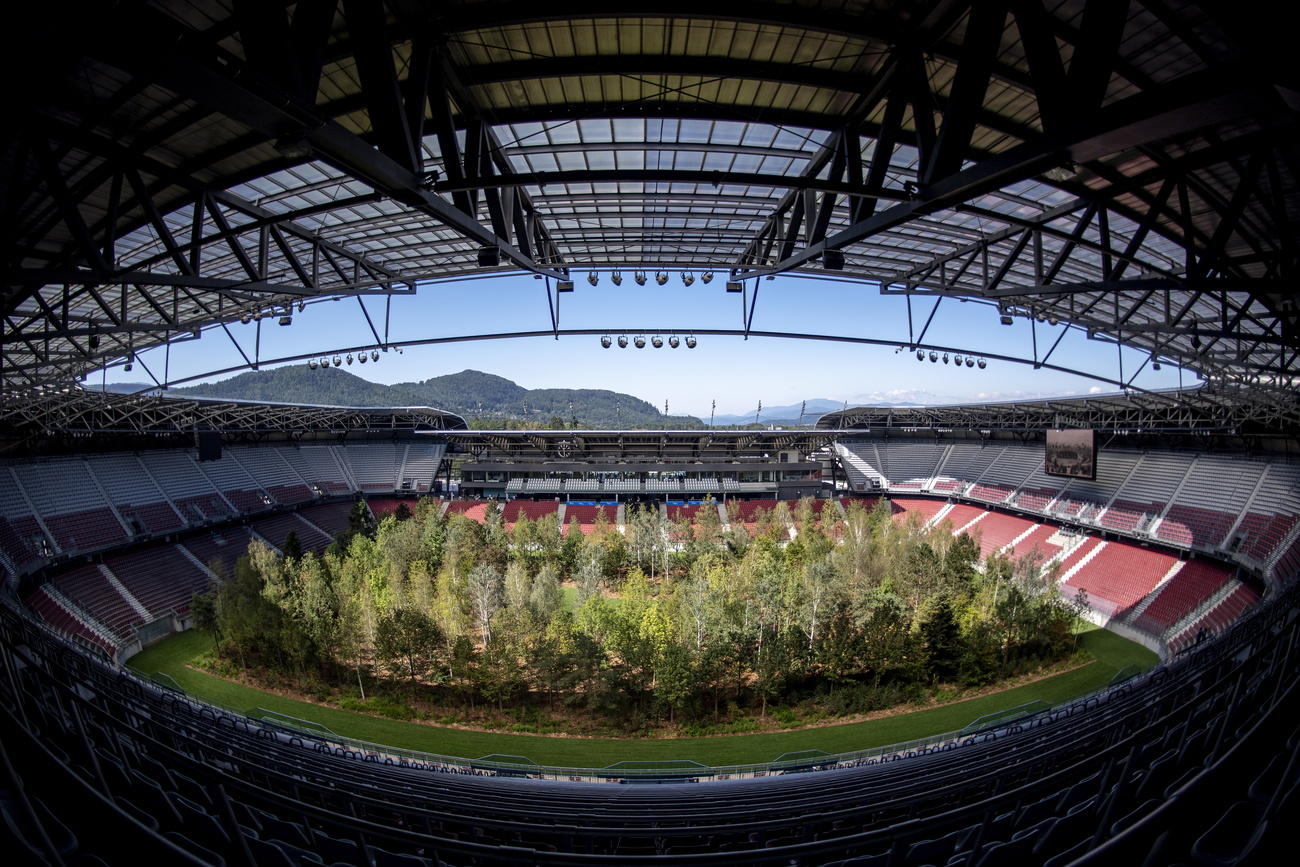 trees in football stadium