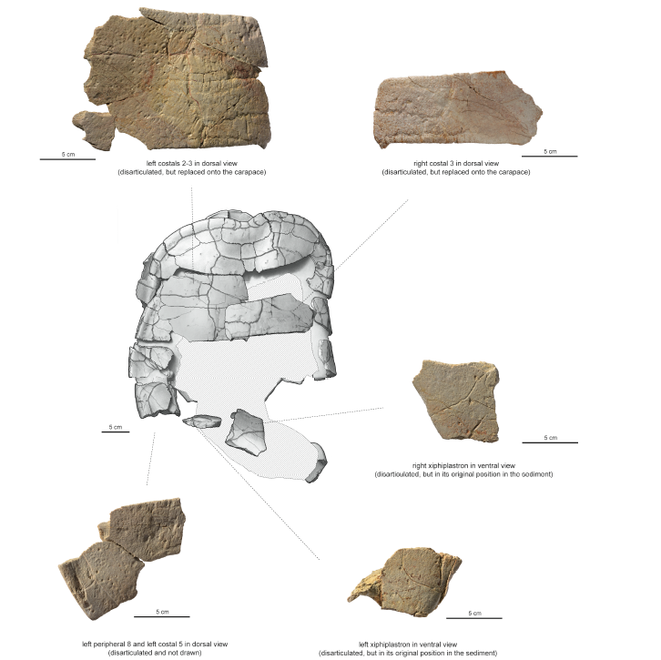 Disarticulated parts of the sea turtle fossil