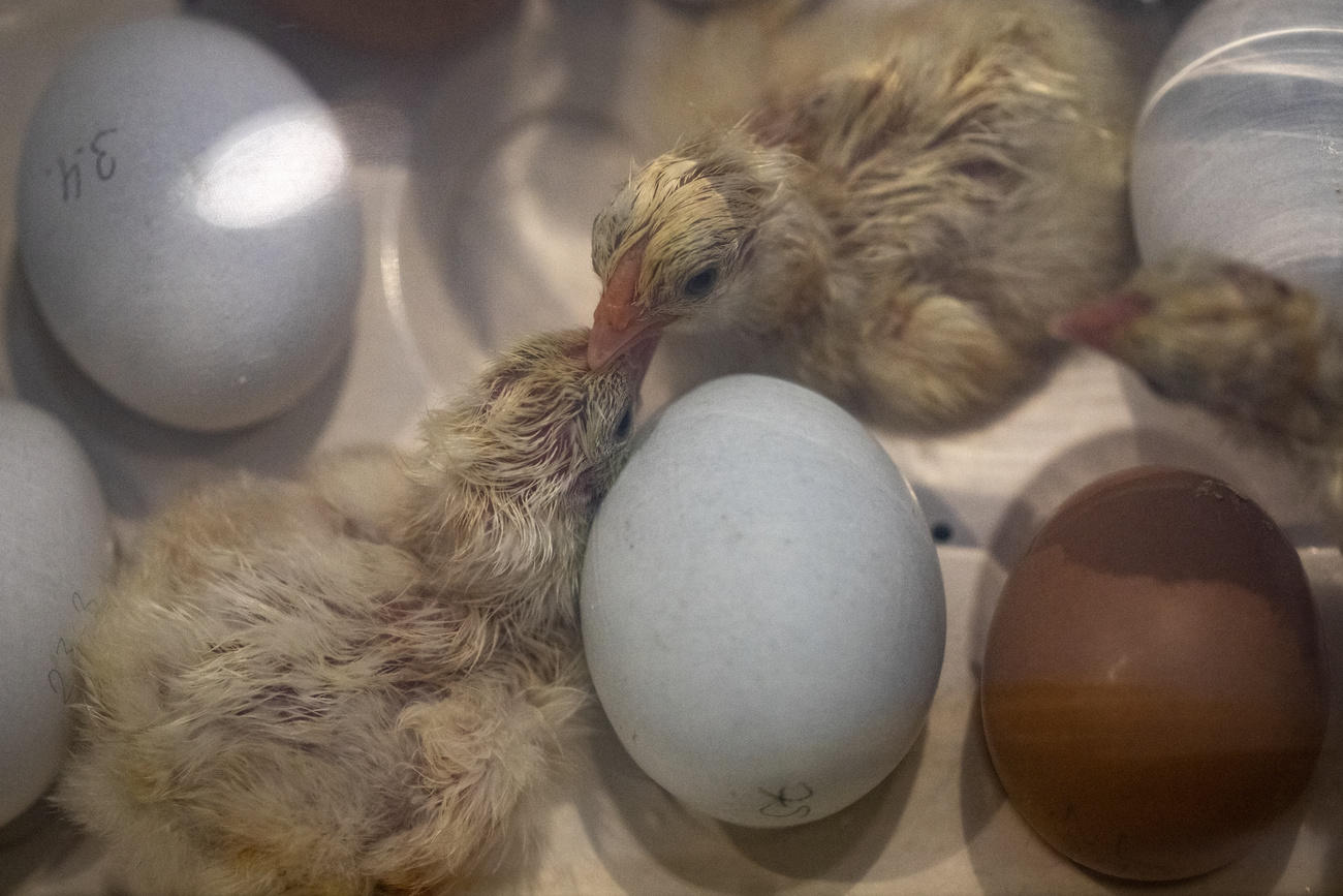 Frisch geschlüpfte Küken