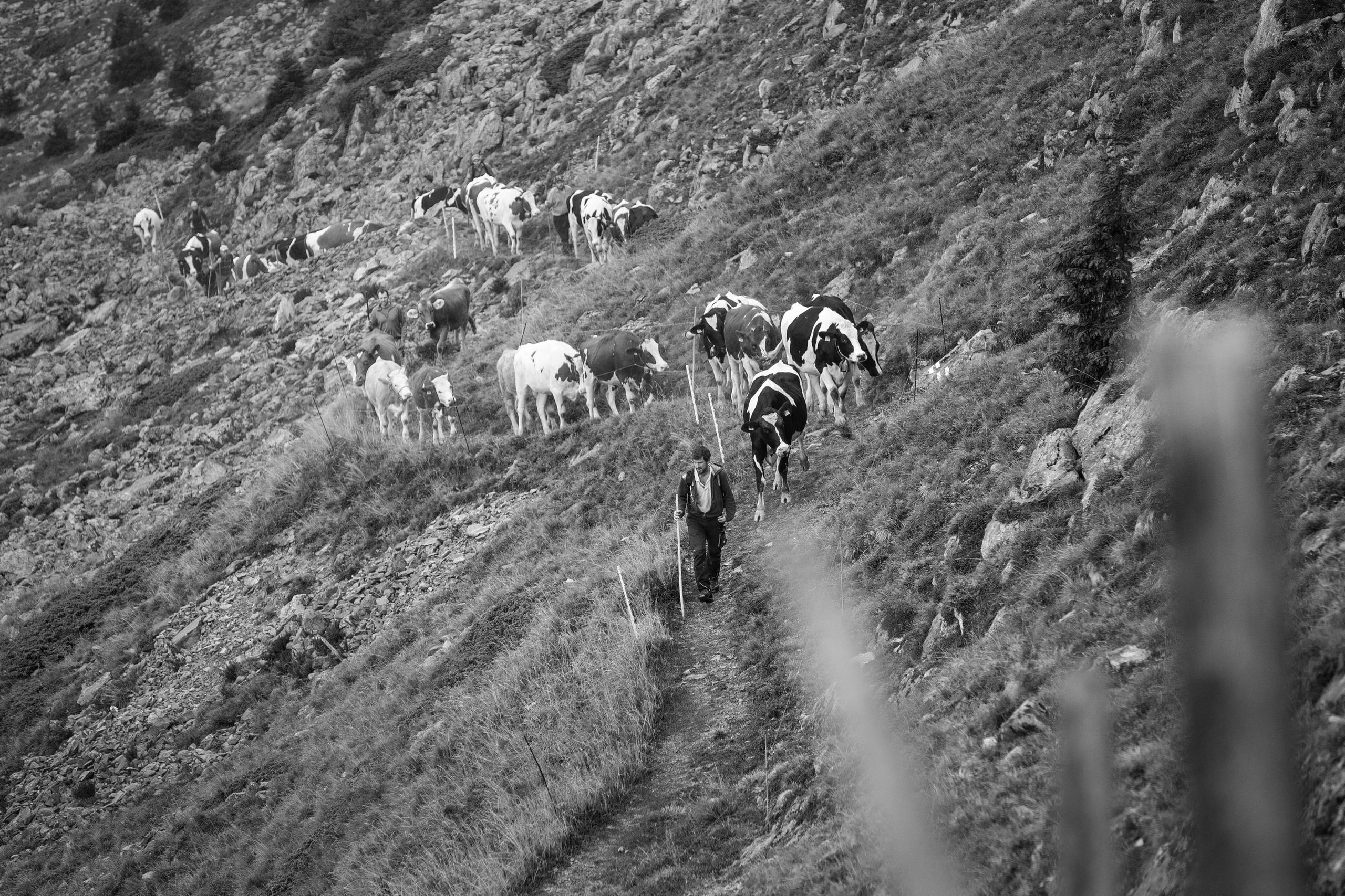 Vaches marchant à la queue leu leu en montagne.