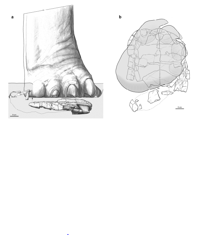 Suggested reconstruction of a sauropod foot stepping onto the turtle.