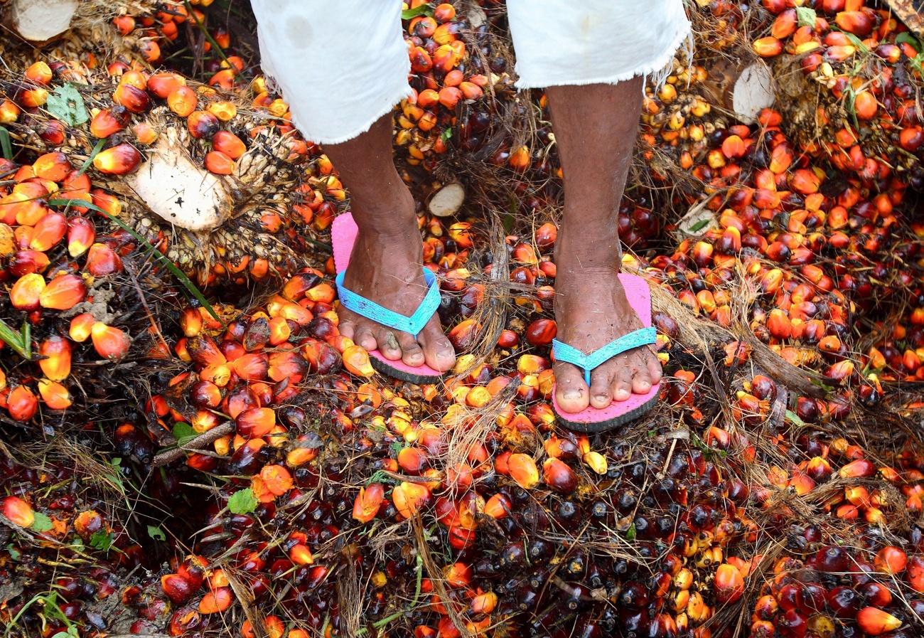 Workers harvest palm oil fruit bunches