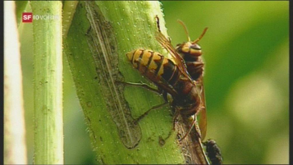 Two wasps