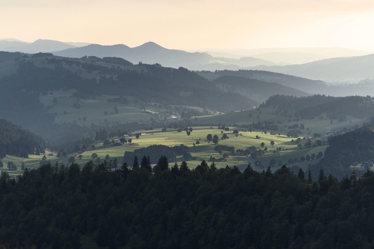 Forêt