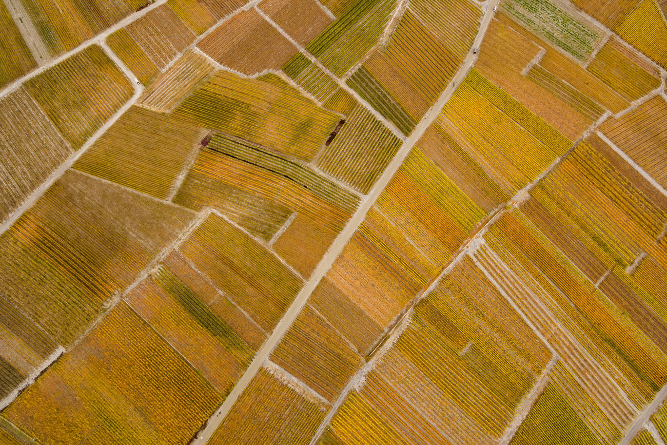 Imagen aérea de viñedo en color dorado