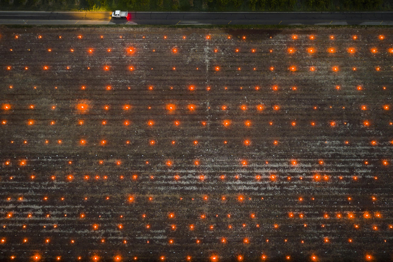 Candles protect grapes from the cold in a Valais vineyard