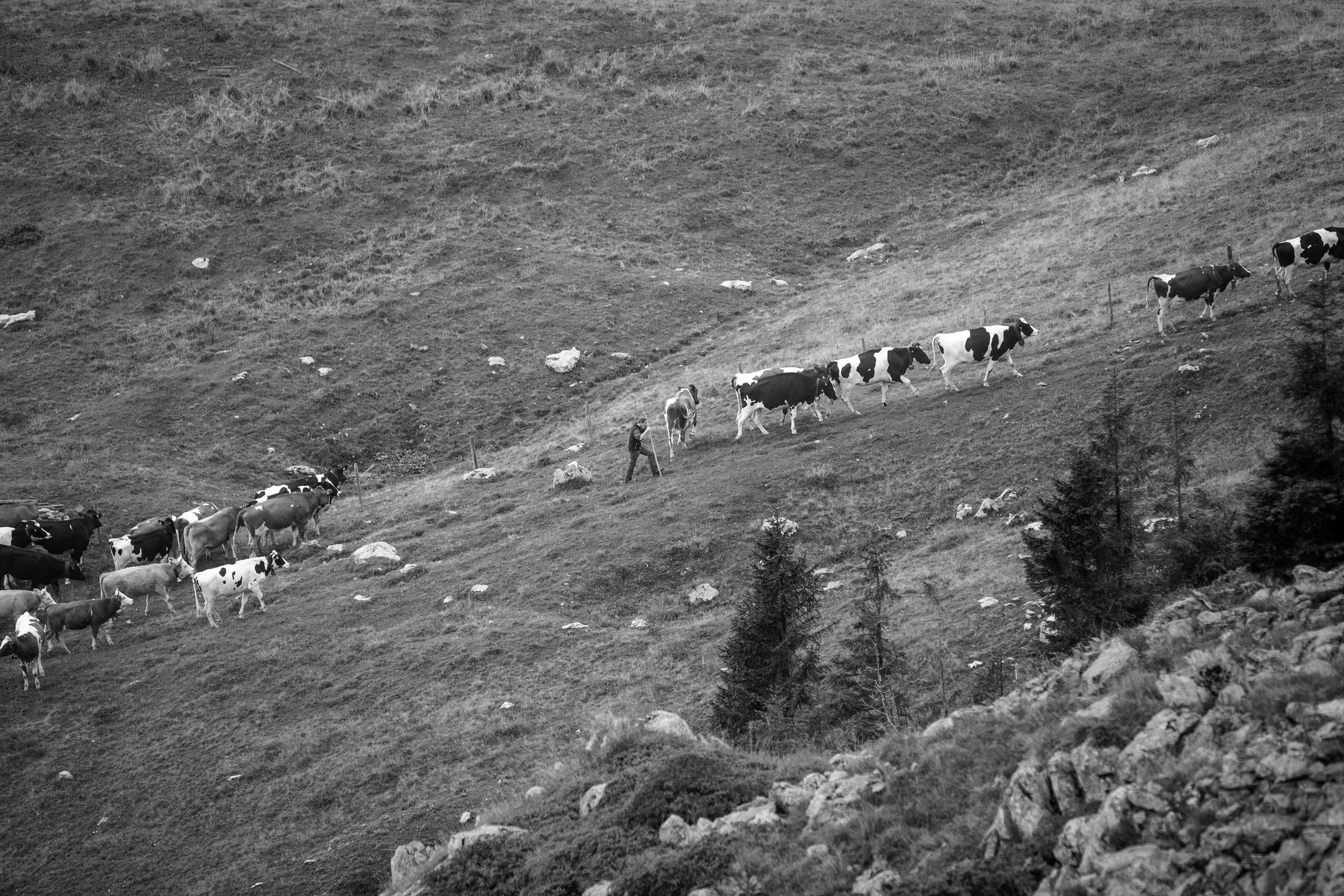 Line of cows in a field