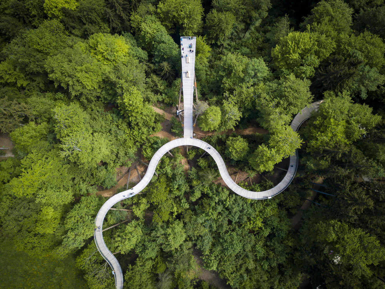 Tree-top path