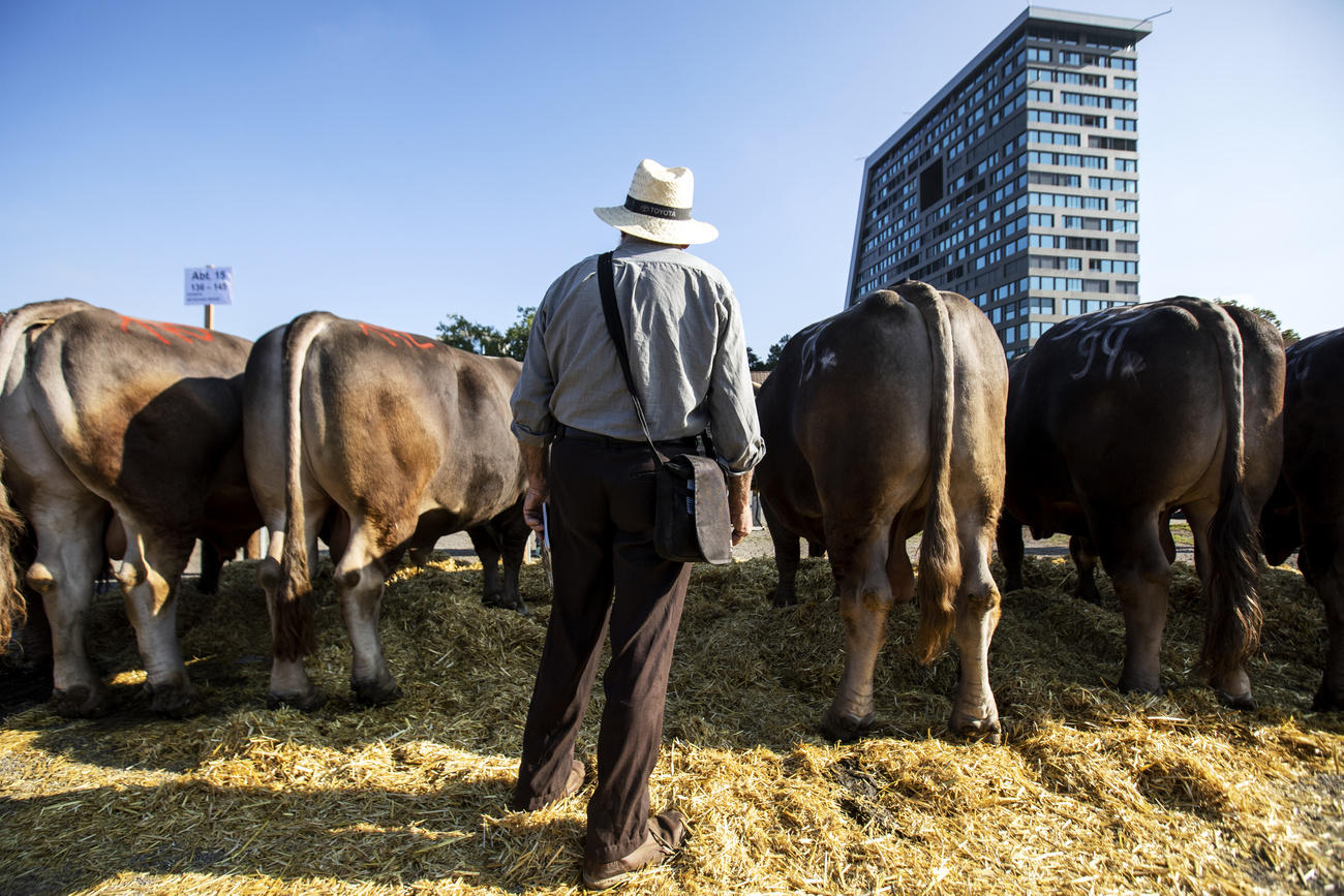 toros de espalda en una feria