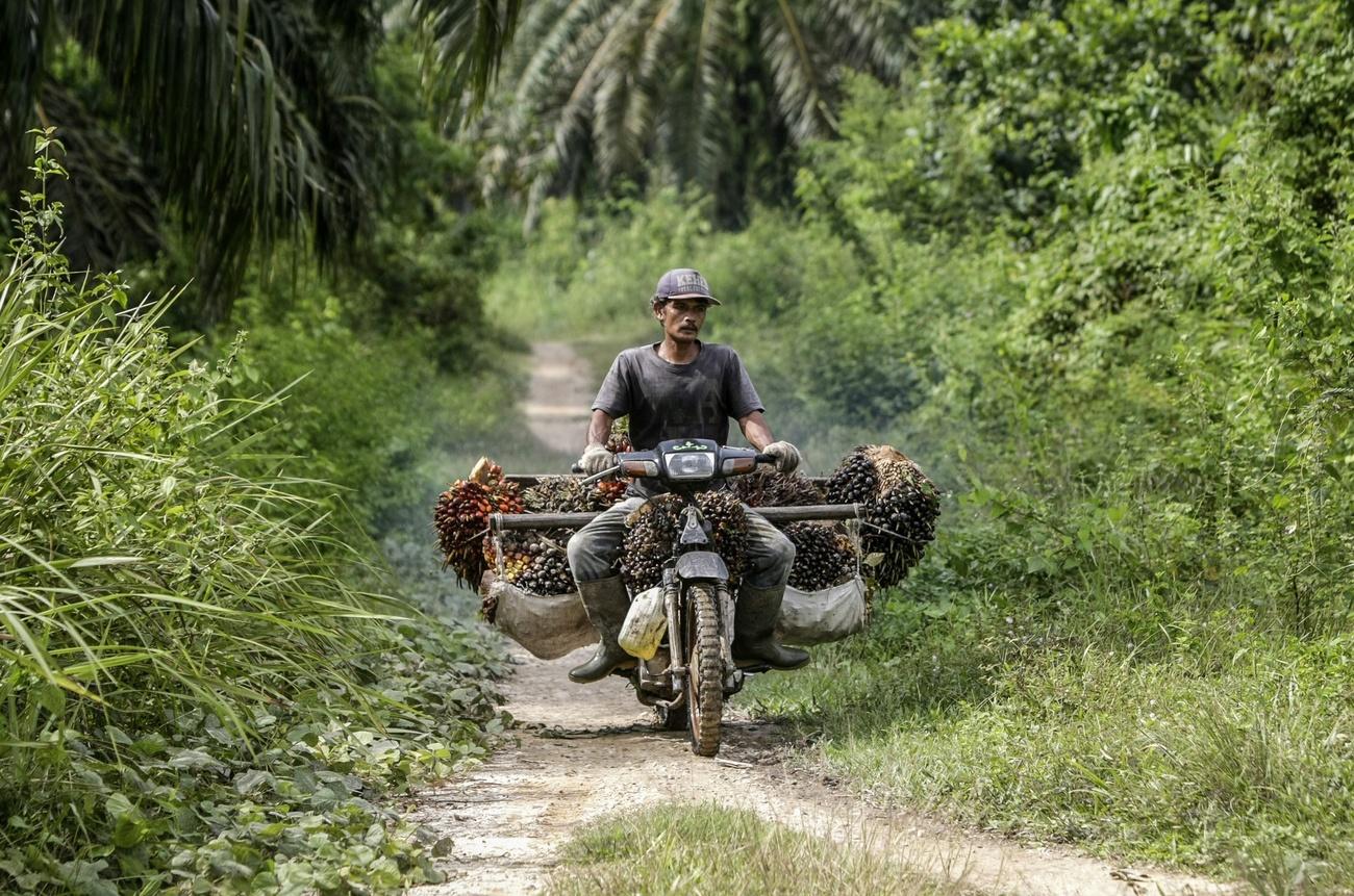 Palm oil farmer