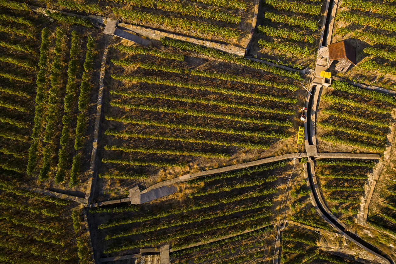 Epesses Lavaux