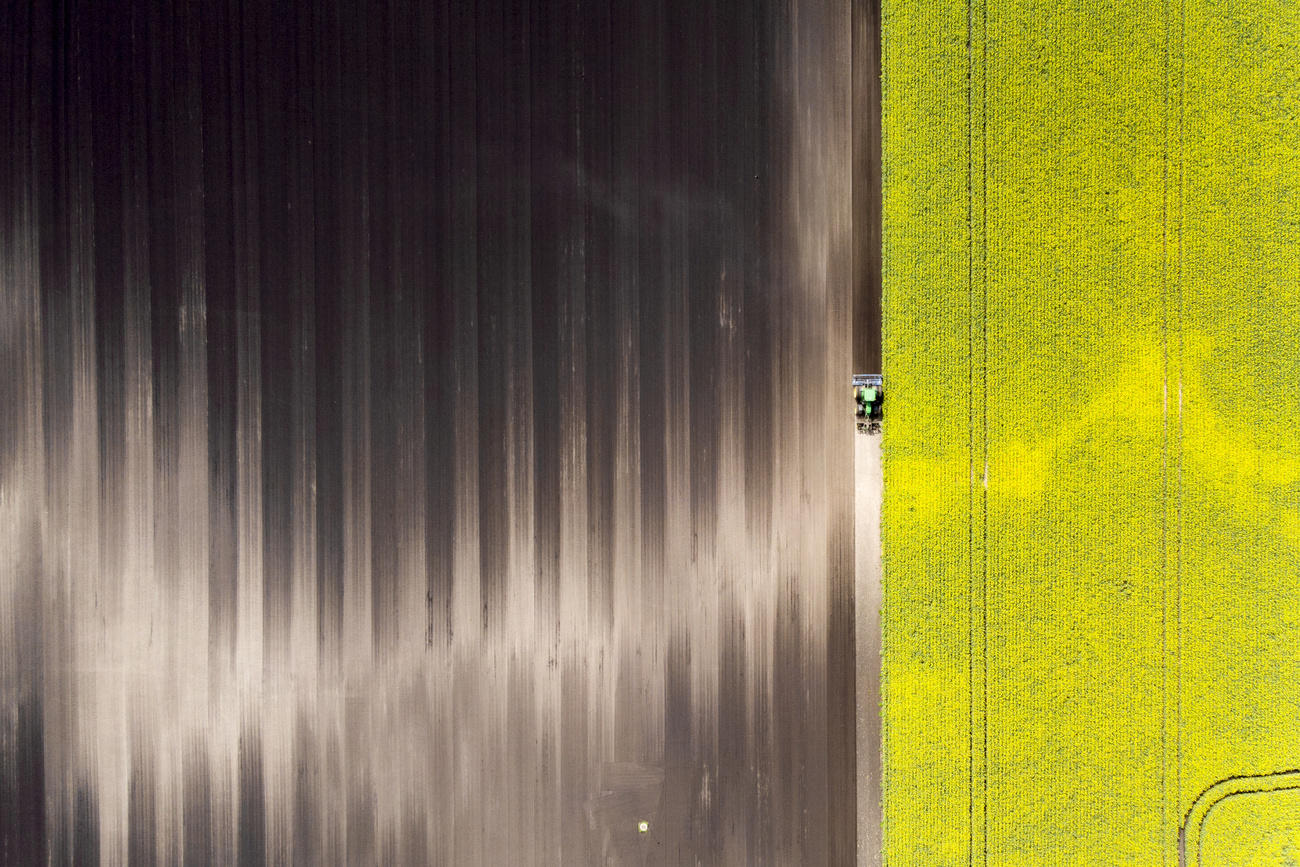 Yellow Field