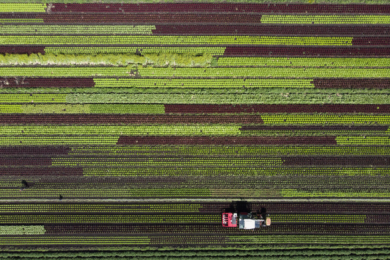 campo de ensaladas