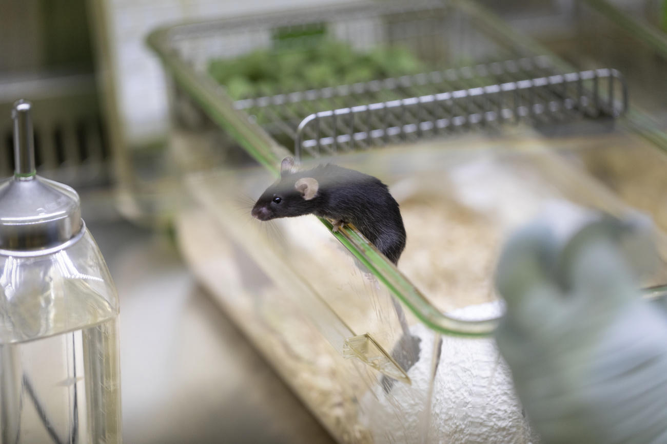 Souris