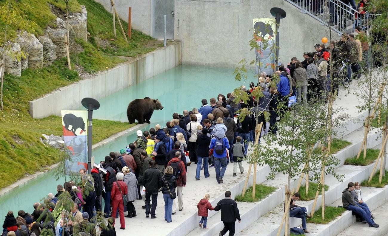 Bear in front of a crowd