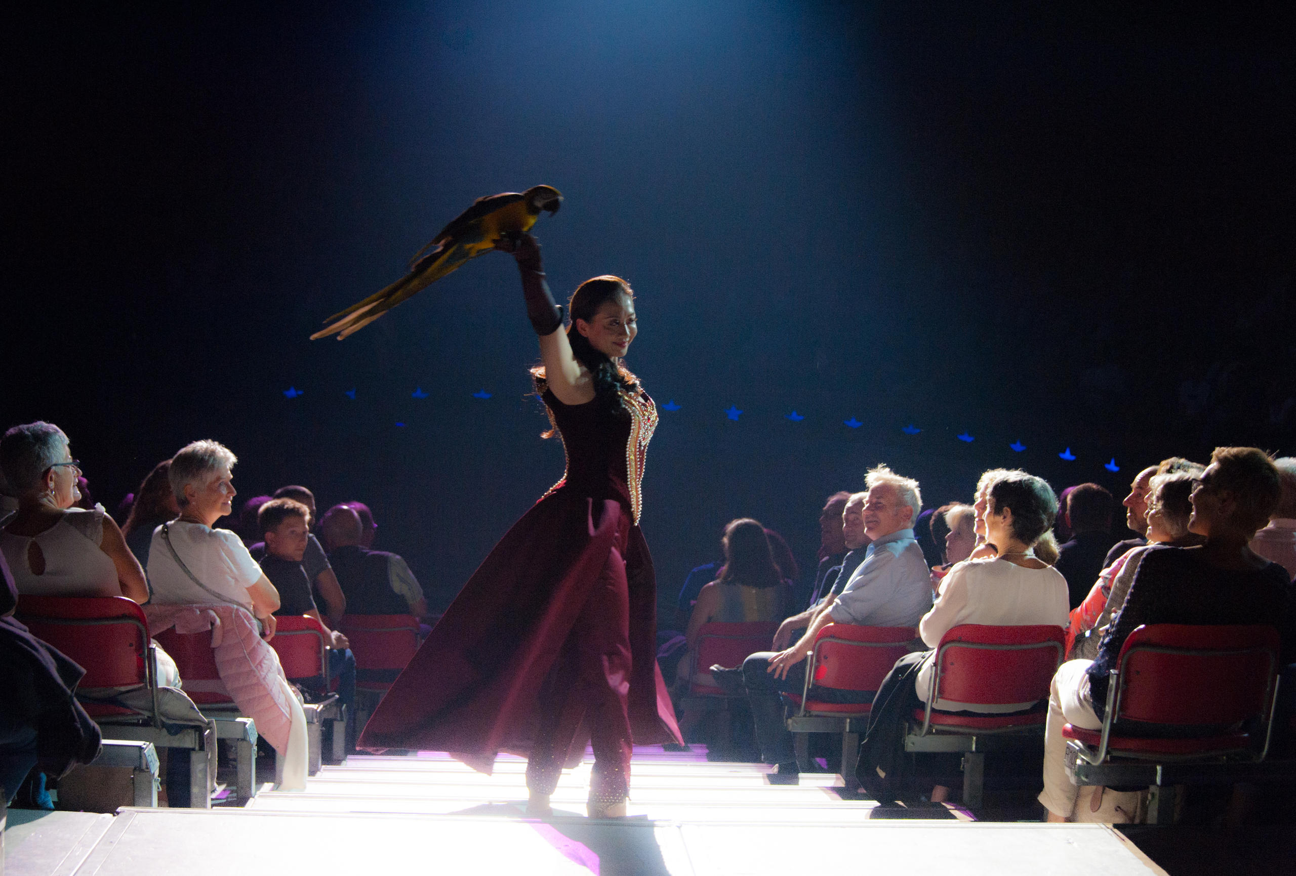 科尼马戏团第七代传人Franco Knie jun.的中国太太Linna即将与鹦鹉同台表演。