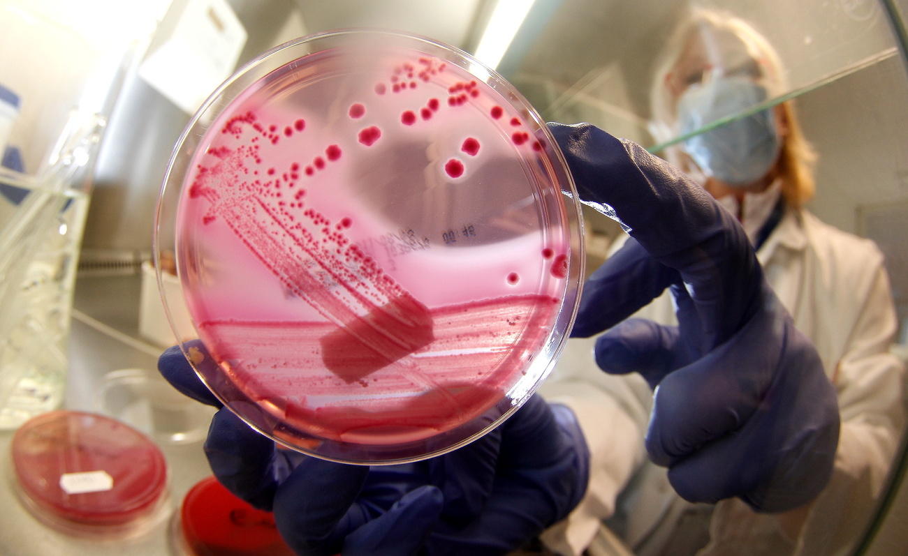 bacteria