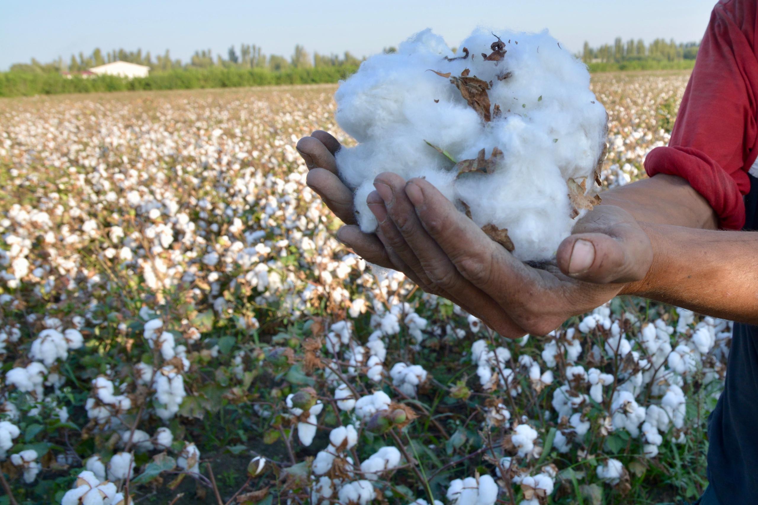 cotton