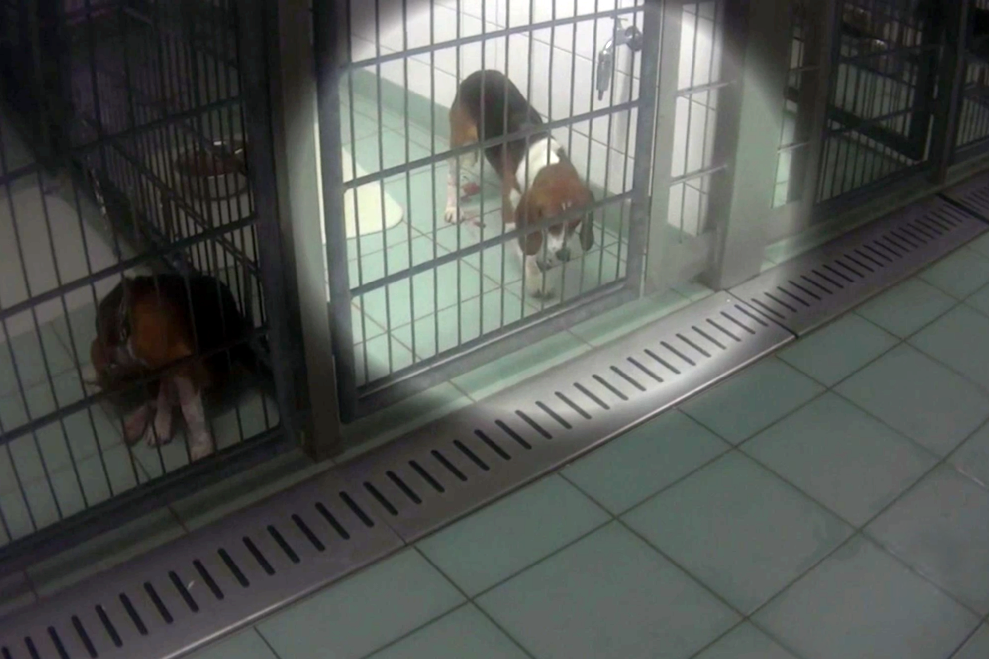 dog in cage