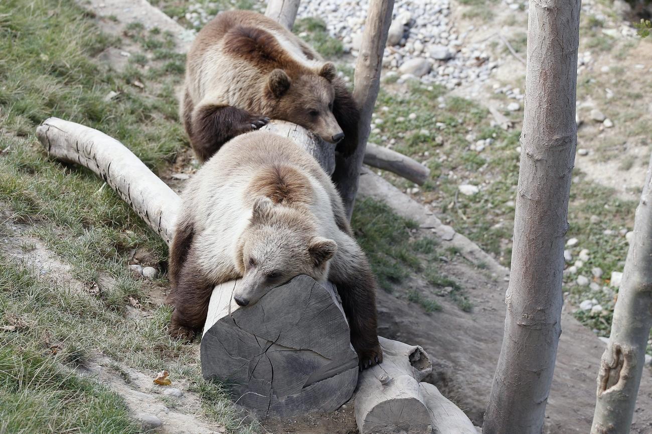 Two bears relaxing