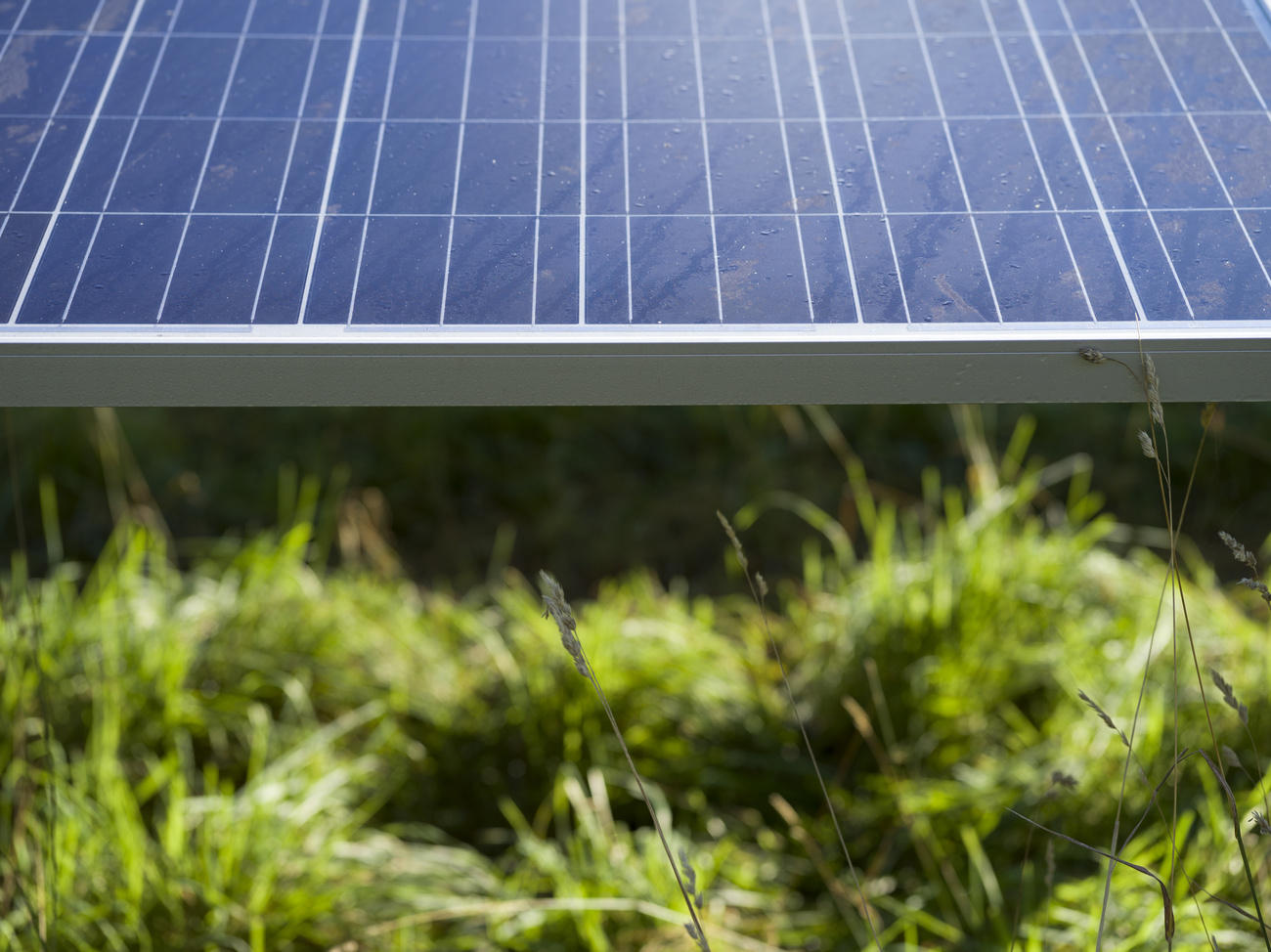 Solar panels and grass