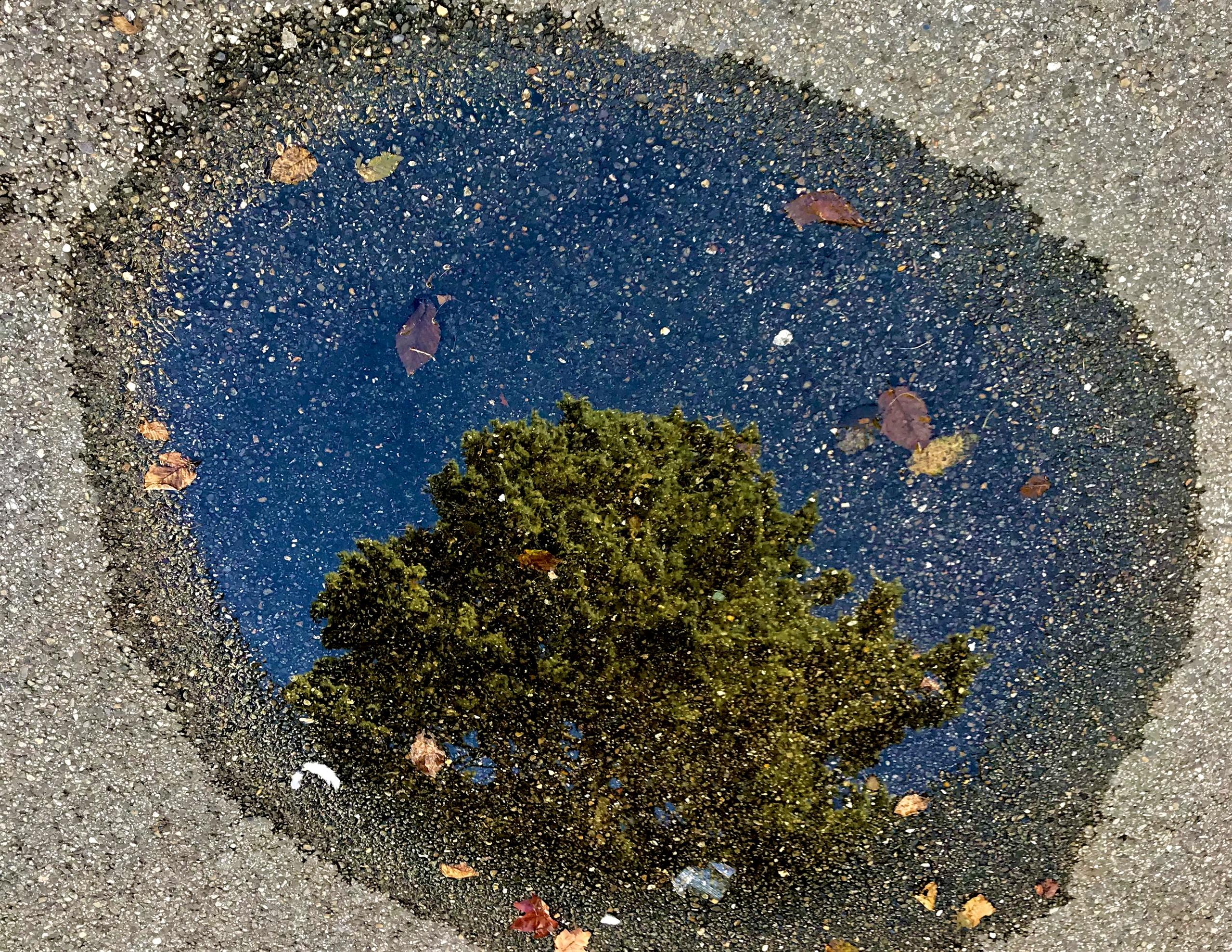 photo arbre