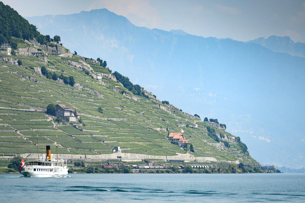 vigneti affacciati su un lago