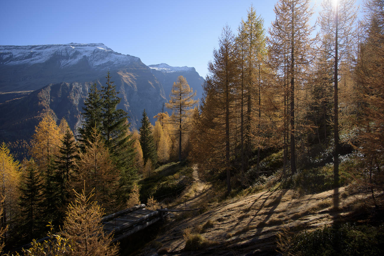 foresta con delle montagne sullo sfondo