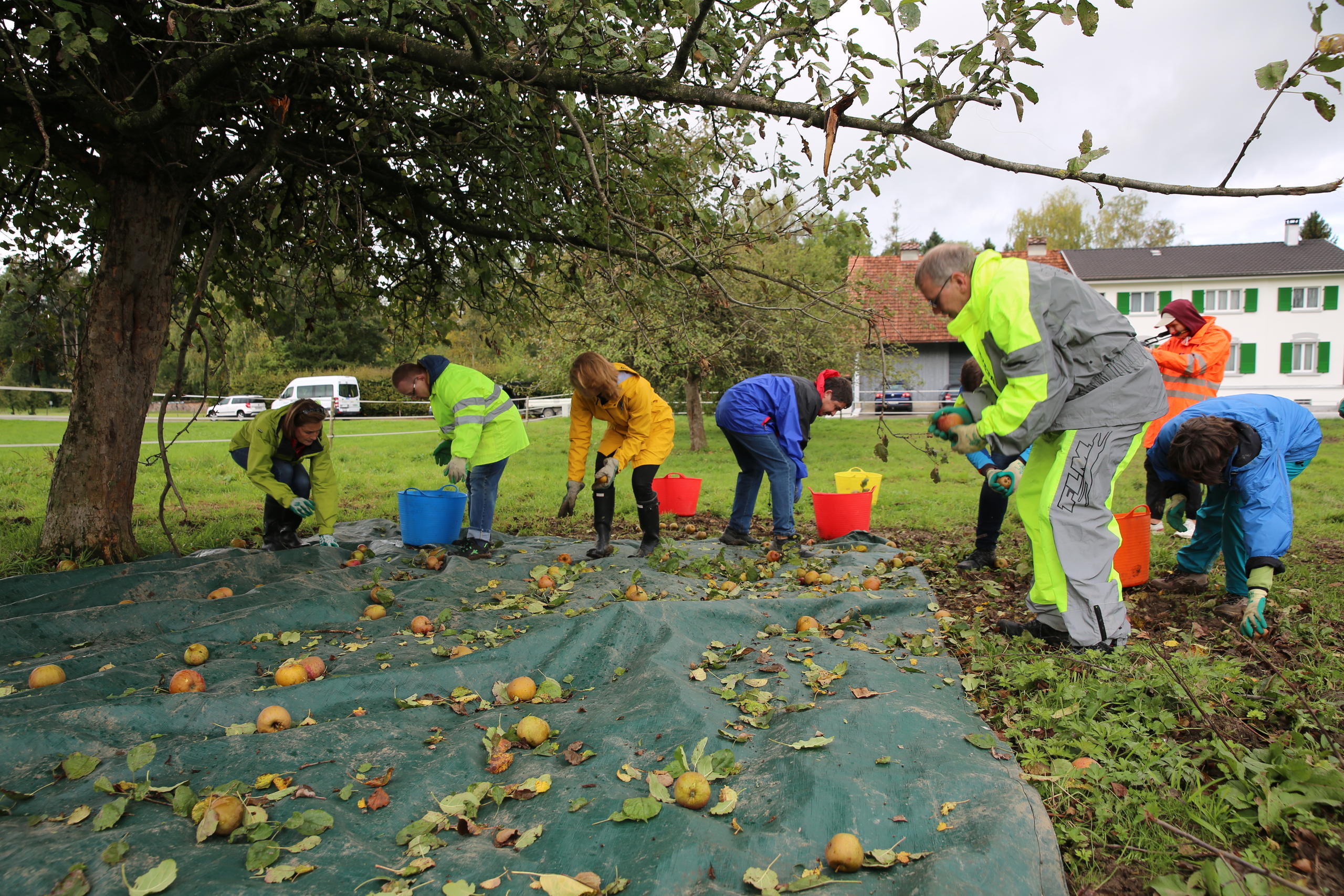 people picking apples