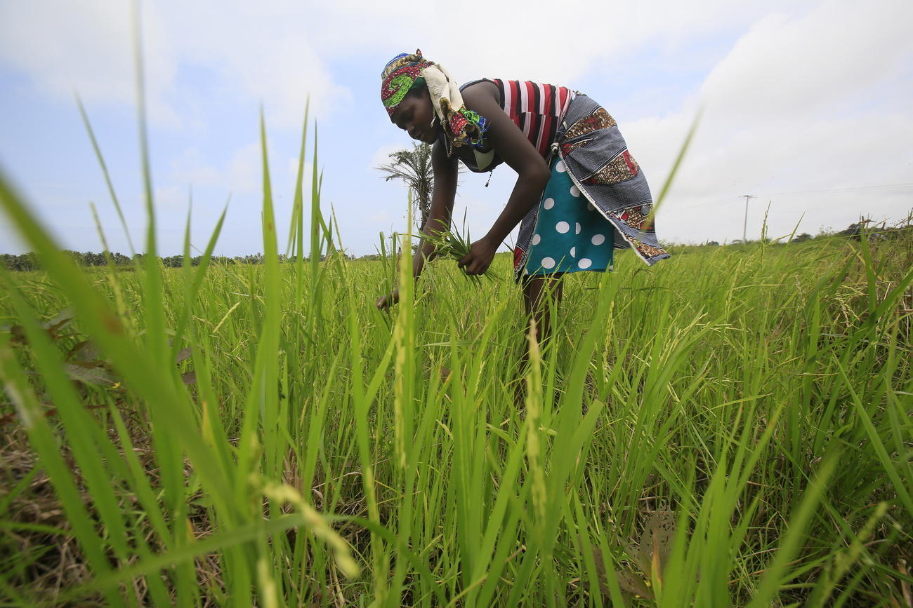 Woman planting rice seeds in field in Cote D Ivoire