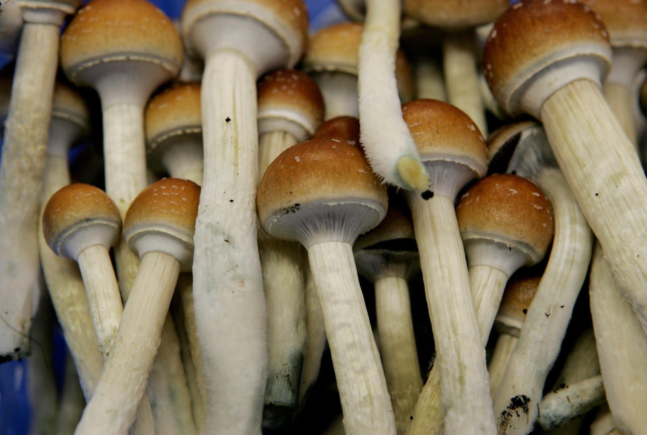 神奇的蘑菇含有赛洛西宾，可引发愉悦感和集体感。