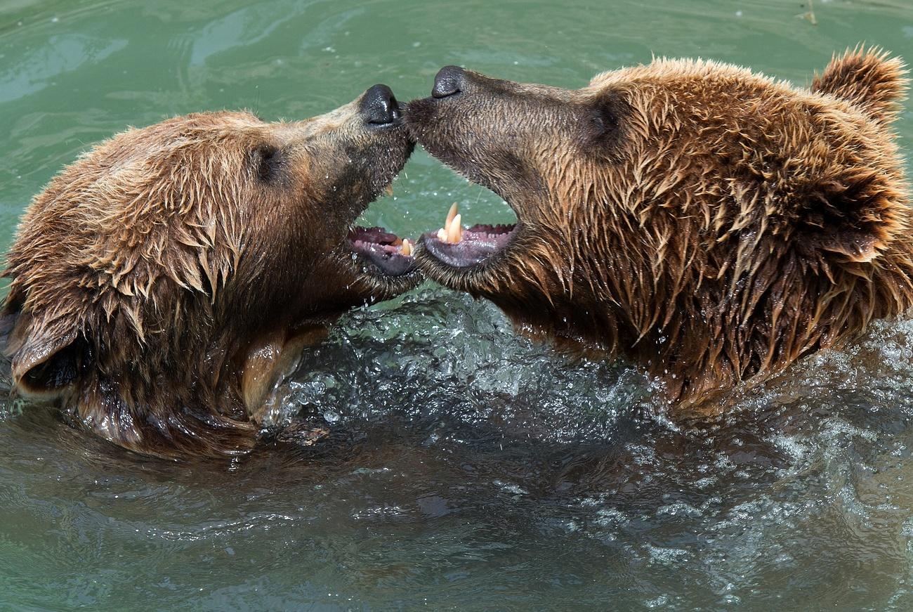 Two bears in the water