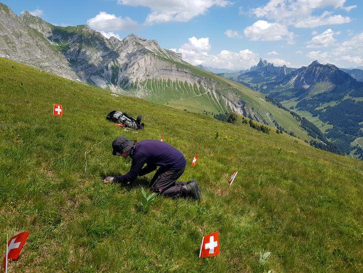 man on hands and knees looking at grass