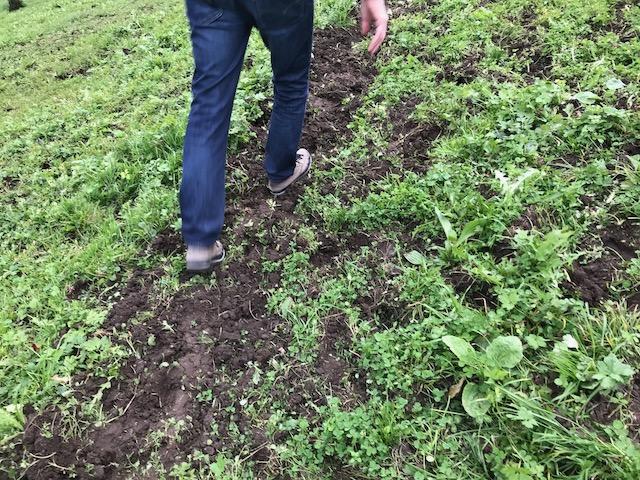 Person in jeans shown from waist down walking through muddly trail