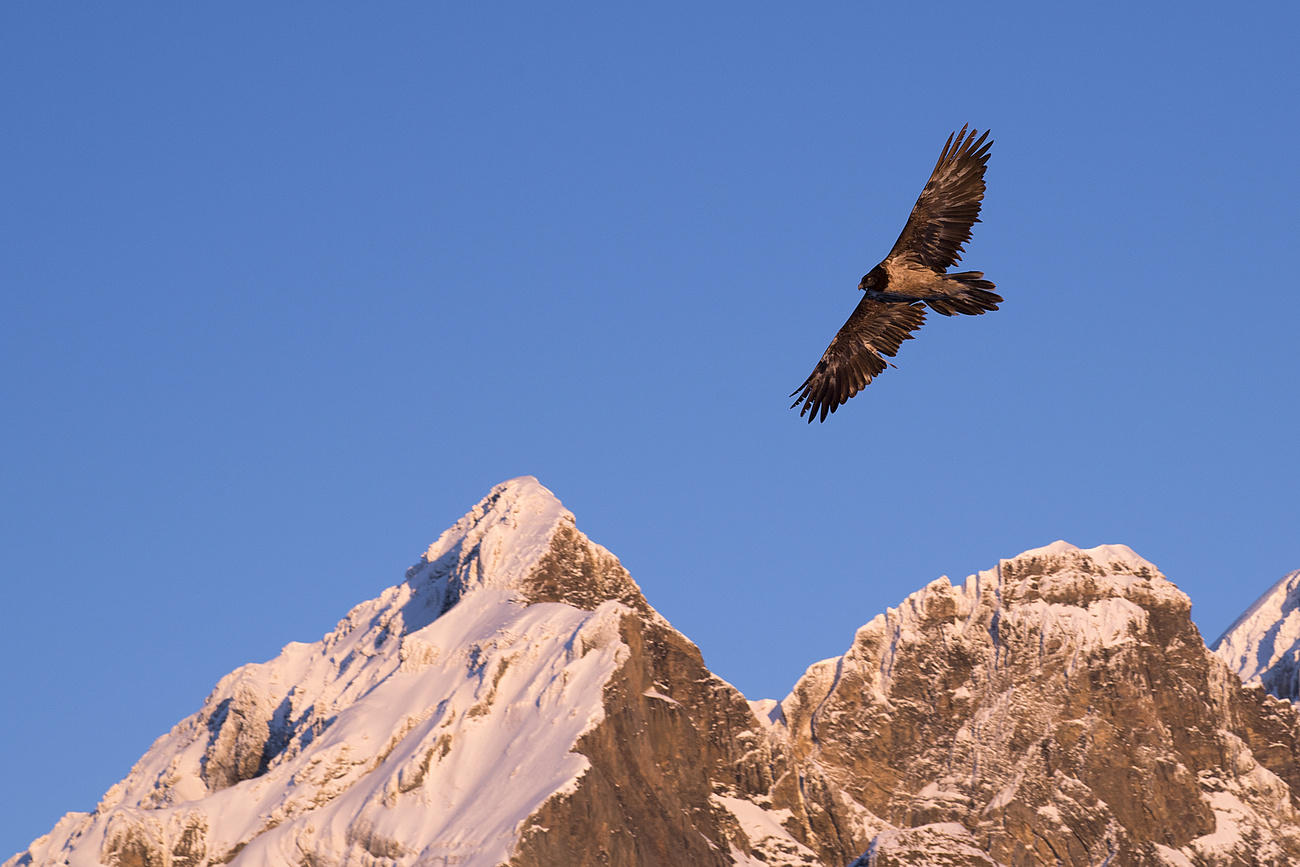 A bearded vulture in flight