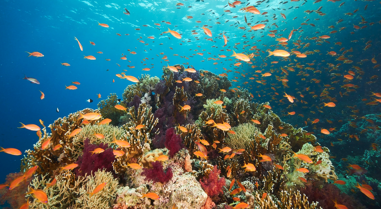 Du corail avec des poissons