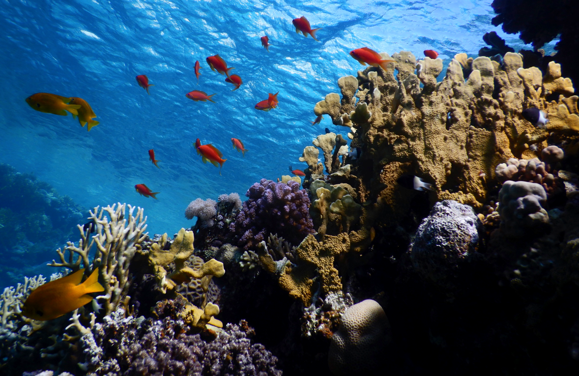 Red Sea coral reef