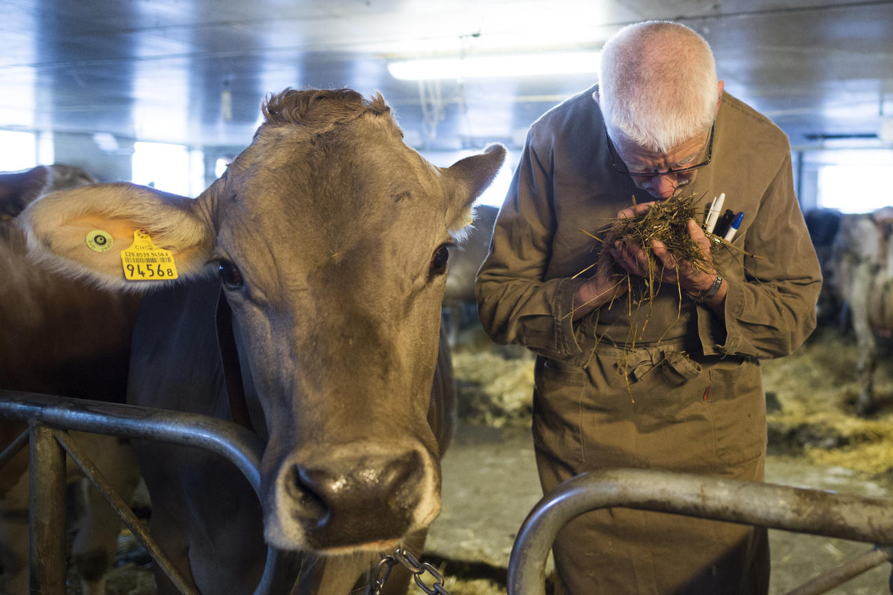 cow handler