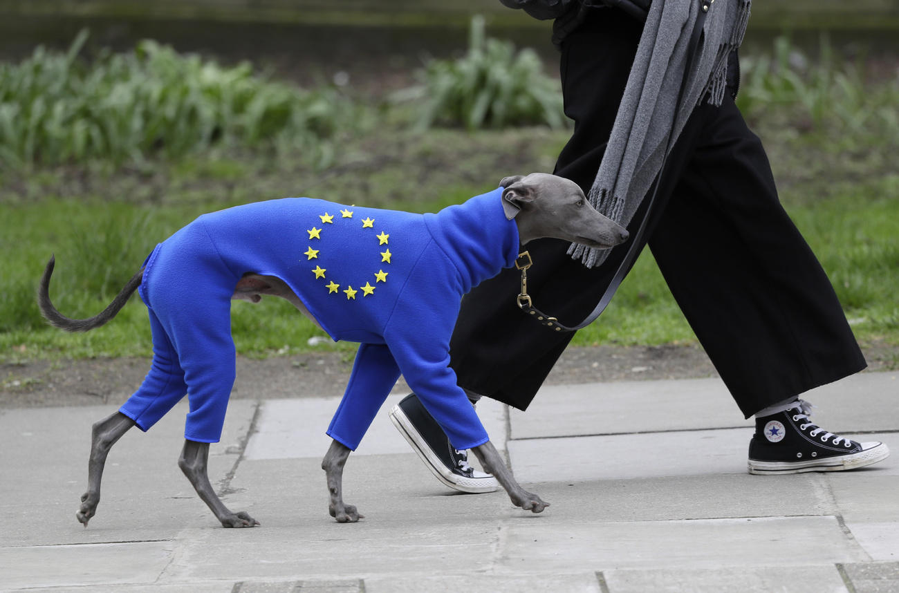 Windhund trägt EU-Kleid