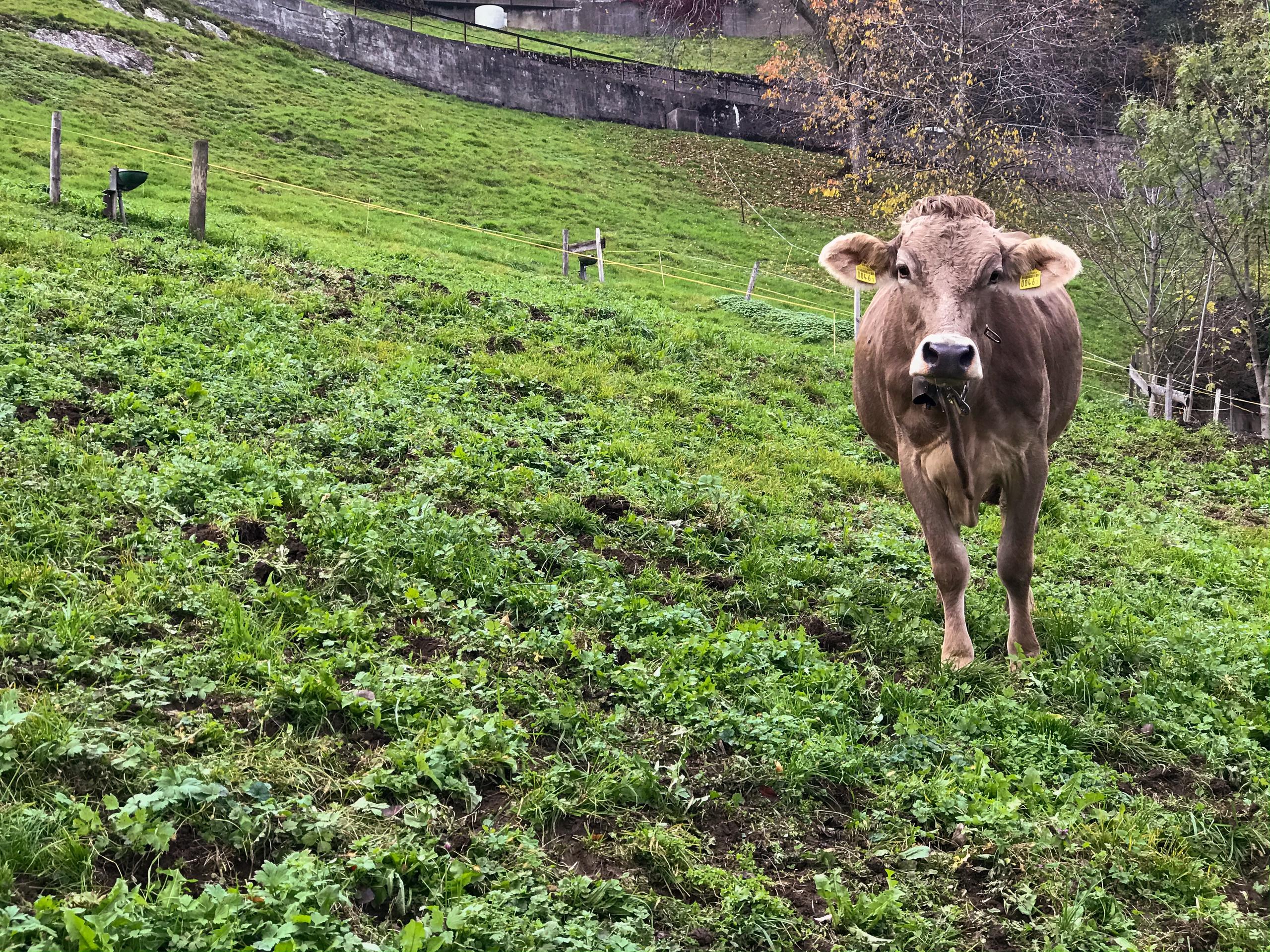 Cow in pasture looking at camera