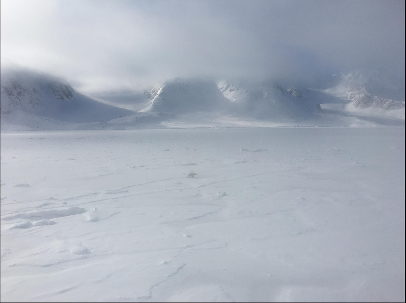 Polar bear on Svalbard