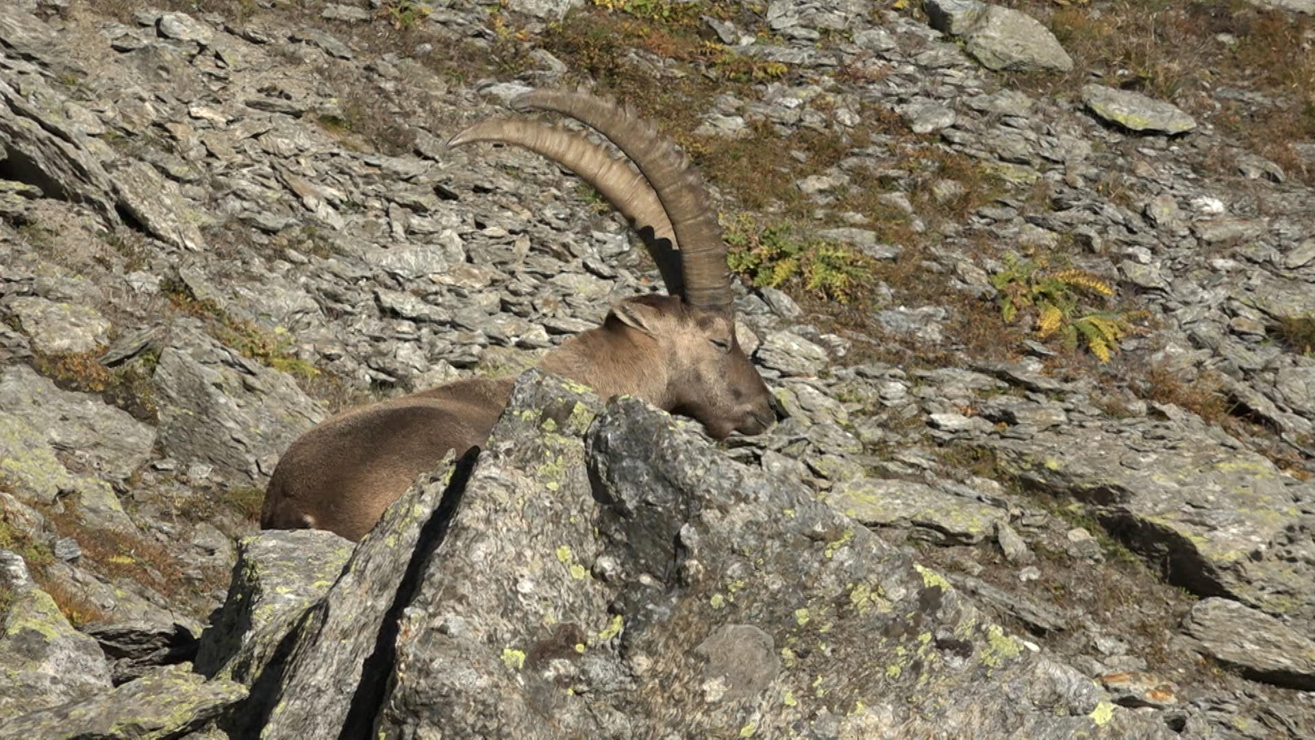 Ibex in the wild