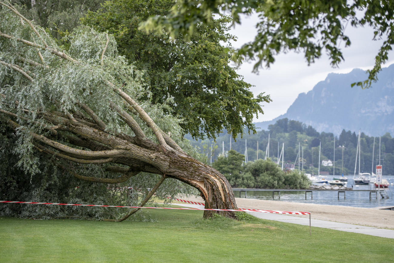 tree bent over by the wind